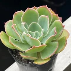 多肉植物ミックスベリア♡ 夕波　❤︎抜き苗(根付き)