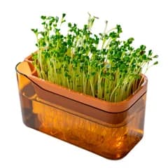ブラウン (ブロッコリー スプラウト スプラウトポット 家庭菜園 そだてる 豆苗再生栽培 水栽培 ベジマジ 水耕栽培 プリス オカ(OKA) PLYS)