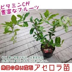 【沖縄ガーデン】アセロラ　ポット苗（ミドルサイズ）┃アセローラフレッシュ┃南国の赤い宝石