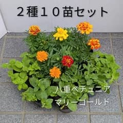 【１０苗セット】マリーゴールド　八重咲きペチュニア　花苗ミックス　ガーデニング　夏の花　まとめ売り　在庫処分　お買得品　送料込み