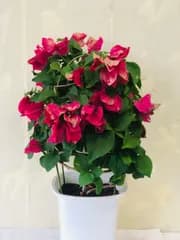 ブーゲンビリア 5号鉢 高さ約35cm 鉢花 南国の花 トロピカル ハワイアン 花木 ガーデニング来季用