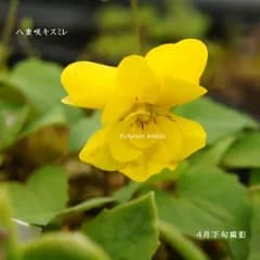 ［山野草 高山植物］八重咲きキスミレ　2ポット