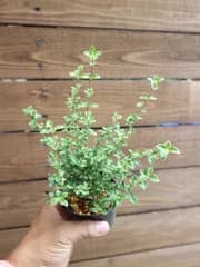 ①紫丁花 (シチョウゲ) ミニ盆栽 素材♪