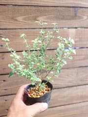 ②紫丁花 (シチョウゲ) ミニ盆栽 素材♪
