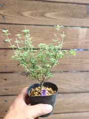 ③紫丁花 (シチョウゲ) ミニ盆栽 素材♪