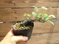 ① 老爺柿（ロウヤガキ）ミニ盆栽 素材 接ぎ木もの♪速達発送(^^)