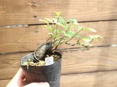 ② 老爺柿（ロウヤガキ）ミニ盆栽 素材 接ぎ木もの♪速達発送(^^)