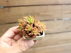 ①爪蓮華 (ツメレンゲ) ミニ盆栽 素材