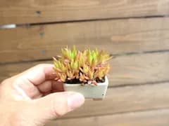 ②爪蓮華 (ツメレンゲ) ミニ盆栽 素材