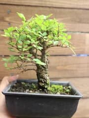 太幹楡欅 ニレケヤキ ミニ盆栽 素材 人気のニレケヤキ(^^♪ 欅