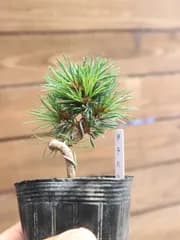 五葉松伊予の守（いよのかみ）五葉松 ミニ盆栽 素材