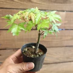 山モミジ ☆ミニ盆栽 素材 もみじ