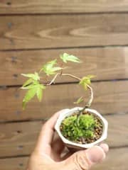 山もみじ 信楽焼鉢 ♪  ミニ盆栽 もみじ 山苔 ♪ すぐに飾って頂けます(^^♪