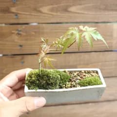 かもしか道具店鉢 イロハモミジ(^^♪ ミニ盆栽 すぐに飾って頂けます(^^)