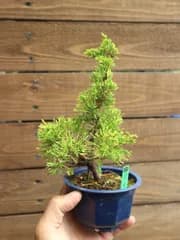 ②斑入り真柏 フイリシンパク ミニ盆栽 素材