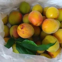 tyoityoi様専用完熟梅　2kg