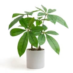 WillingYou 観葉植物 フェイクグリーン インテリア 人工観葉植物 観葉樹 造花パキラ 多幸の木高さ約35cm 屋内 オフィス 鉢植え 植木 おしゃれ 装飾 幸福の木(サイズ: Small)